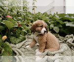Small Photo #7 Bernese Mountain Dog-Caucasian Shepherd Dog Mix Puppy For Sale in STEVENS, PA, USA
