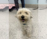 Small #3 Bichon Frise Mix