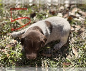 German Shorthaired Pointer Puppy for sale in BONIFAY, FL, USA