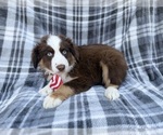 Small #6 Miniature Australian Shepherd