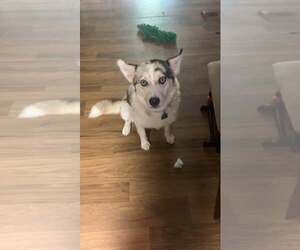 Australian Shepherd Dogs for adoption in Frenchburg, KY, USA