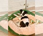 Small #1 Italian Greyhuahua