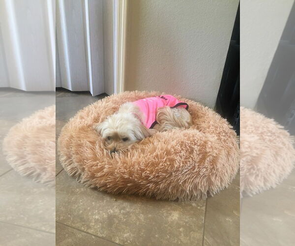 Medium Photo #2 Bichon Frise-Unknown Mix Puppy For Sale in Chandler, AZ, USA