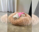 Small #1 Bichon Frise Mix