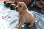 Small Photo #9 Goldendoodle Puppy For Sale in HUDSONVILLE, MI, USA