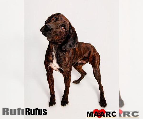 Medium Photo #5 Mutt Puppy For Sale in Maryville, TN, USA