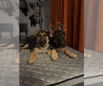 Small Photo #4 German Shepherd Dog Puppy For Sale in Lakemore, OH, USA