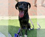 Small #2 Catahoula Leopard Dog-Plott Hound Mix