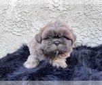 Puppy 2 Shih Tzu
