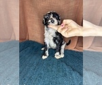 Small Photo #4 Aussiedoodle Puppy For Sale in INDIANAPOLIS, IN, USA