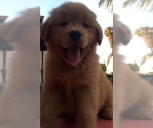 Golden Retriever Puppy for sale in SANTA ANA, CA, USA