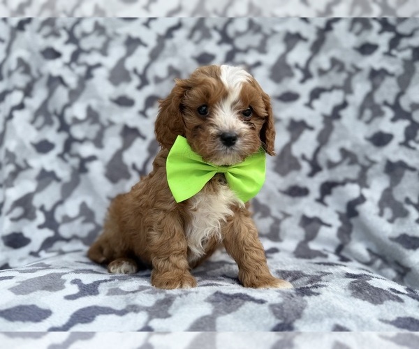 Medium Photo #6 Cavapoo (Miniature) Puppy For Sale in LAKELAND, FL, USA