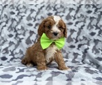 Small #5 Cavapoo (Miniature)