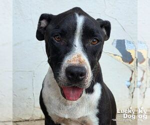 Mutt Dogs for adoption in Washington, DC, USA