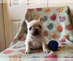 Small Photo #12 French Bulldog Puppy For Sale in TERRE HAUTE, IN, USA