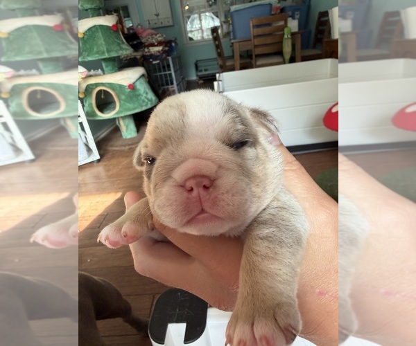 Medium Photo #2 English Bulldog Puppy For Sale in OZARK, AL, USA