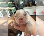 Small #1 English Bulldog