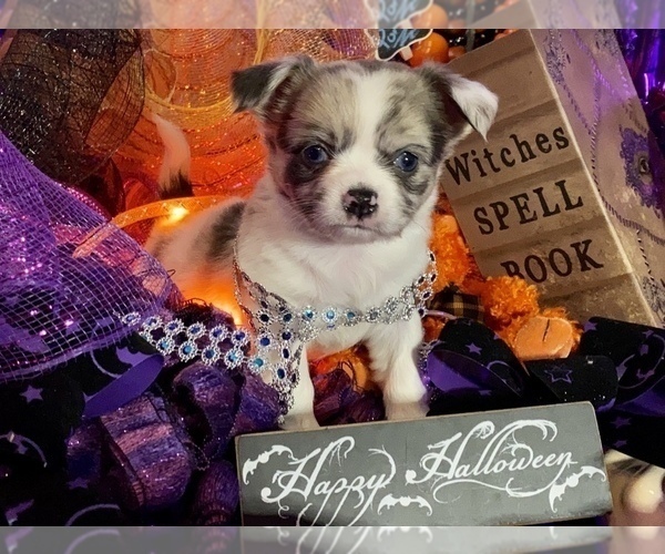 Medium Photo #19 Bullhuahua-Chihuahua Mix Puppy For Sale in RAWSONVILLE, MI, USA