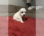 Small #4 Great Pyrenees