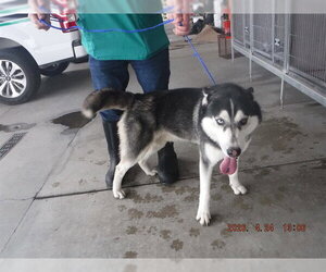 Siberian Husky-Unknown Mix Dogs for adoption in Oroville, CA, USA