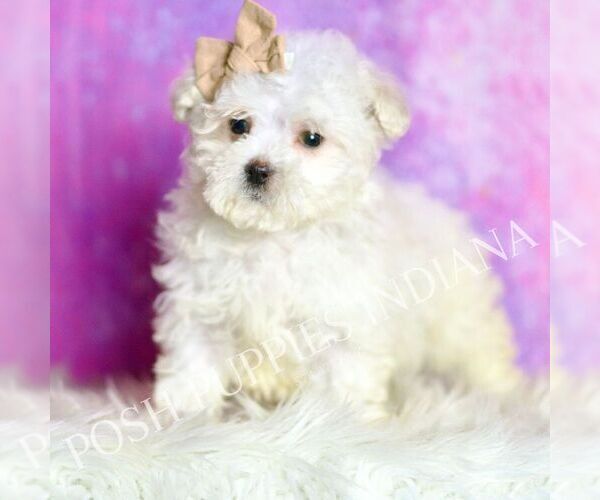 Medium Photo #54 Maltipoo (Miniature) Puppy For Sale in WARSAW, IN, USA