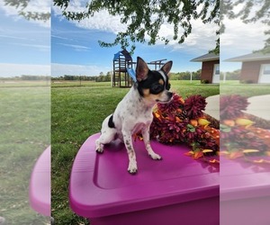 Father of the Chihuahua puppies born on 06/20/2025