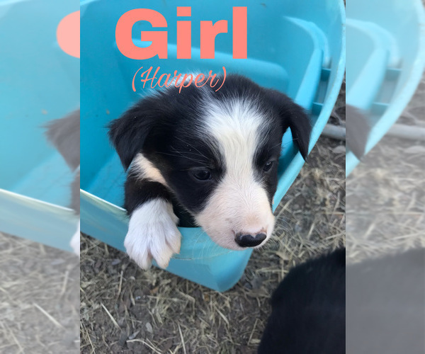 Medium Photo #6 Border Collie Puppy For Sale in BANDERA, TX, USA