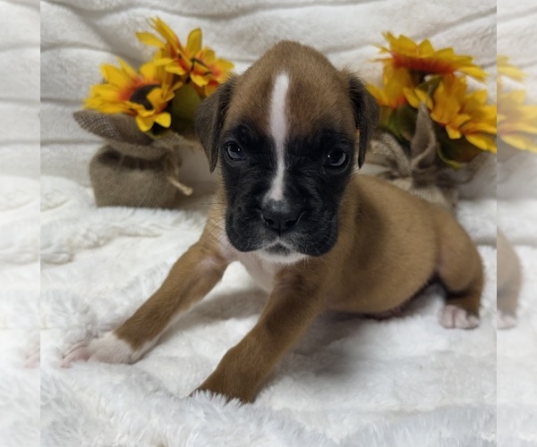 Medium Photo #8 Boxer Puppy For Sale in PAWNEE CITY, NE, USA