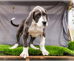 Small Photo #11 Great Dane Puppy For Sale in WAKARUSA, IN, USA