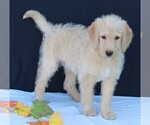 Small Photo #7 Labradoodle Puppy For Sale in FREDERICKSBURG, OH, USA