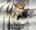 Puppy 5 German Shepherd Dog-Siberian Husky Mix