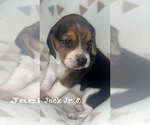 Puppy Jack Jr Beagle