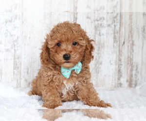 Poodle (Miniature) Puppy for sale in SHILOH, OH, USA