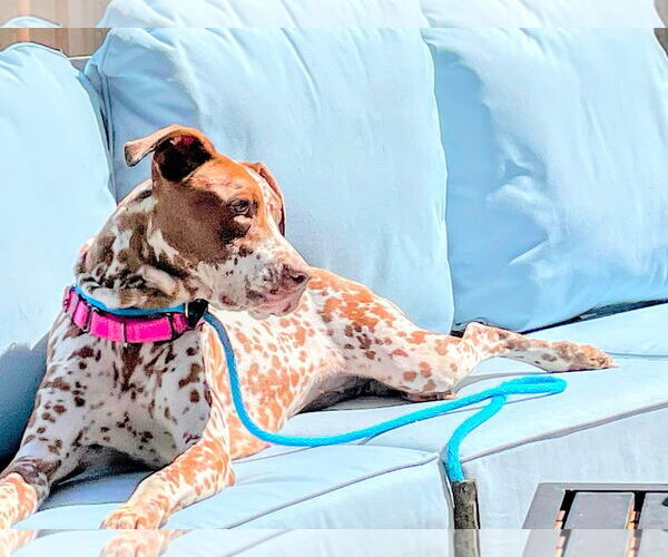 Medium Photo #3 Dalmatian-German Shorthaired Pointer Mix Puppy For Sale in Germantown, OH, USA