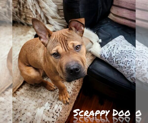 Medium Photo #5 American Staffordshire Terrier-Chinese Shar-Pei Mix Puppy For Sale in Port Clinton, OH, USA