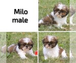 Small #17 Shih Tzu