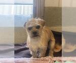 Small Cairn Terrier Mix