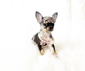 Chihuahua Puppy for sale in SACRAMENTO, CA, USA