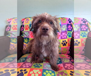 Poodle (Miniature)-Unknown Mix Dogs for adoption in Pacolet, SC, USA