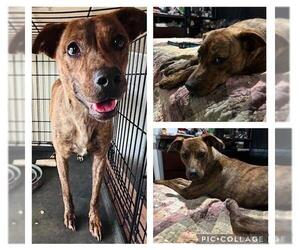 Black Mouth Cur-Unknown Mix Dogs for adoption in San Antonio, TX, USA