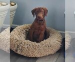 Small Photo #2 Chocolate Labrador retriever-Unknown Mix Puppy For Sale in Fenton, MO, USA