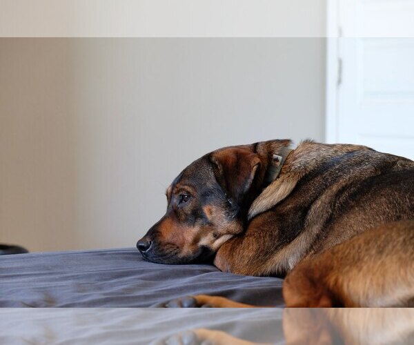 Medium Photo #7 German Shepherd Dog-Unknown Mix Puppy For Sale in Fort Collins, CO, USA