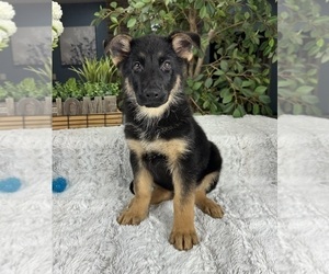 German Shepherd Dog Puppy for sale in GREENFIELD, IN, USA