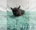 Small Photo #8 French Bulldog Puppy For Sale in CHESAPEAKE, VA, USA