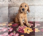Small #3 Golden Retriever