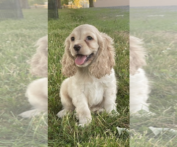 Medium Photo #2 Cocker Spaniel Puppy For Sale in CANOGA, NY, USA