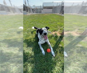 Border Collie-Unknown Mix Dogs for adoption in Emmett, ID, USA