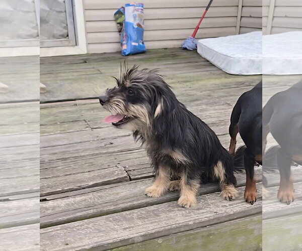 Medium Photo #3 Mutt Puppy For Sale in Oakhurst, NJ, USA