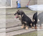 Small #2 Mutt