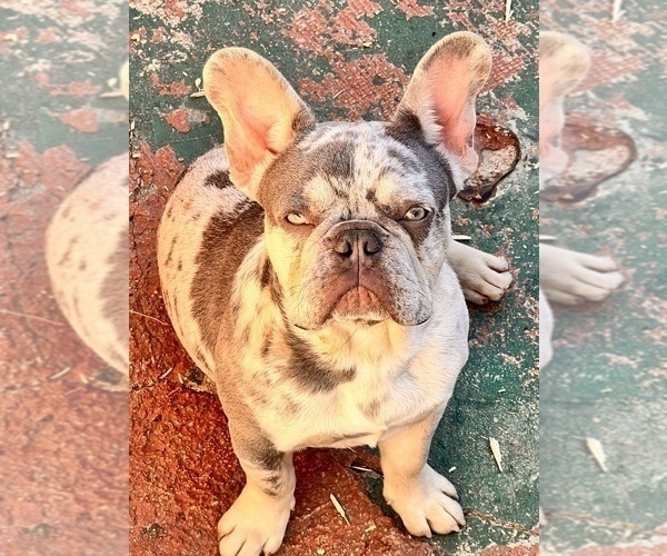 Medium Photo #4 French Bulldog Puppy For Sale in GLENDORA, CA, USA